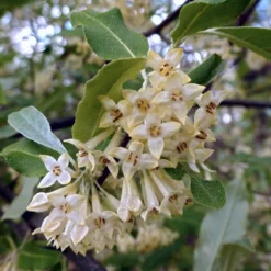 Best Small Evergreen Shrubs -Arbor Sapling Sales SHR0031 1 563912e4 afe6 45ad ace2 809656f9993f