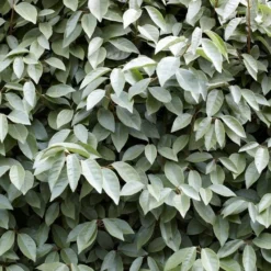 Best Flowering Evergreen Shrubs -Arbor Sapling Sales SHR0031 4 b593e192 c8d2 42f0 b956 7ce0bb5bd358