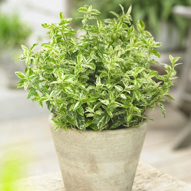 Euonymus 'Harlequin' 1 Euonymus 'Harlequin'