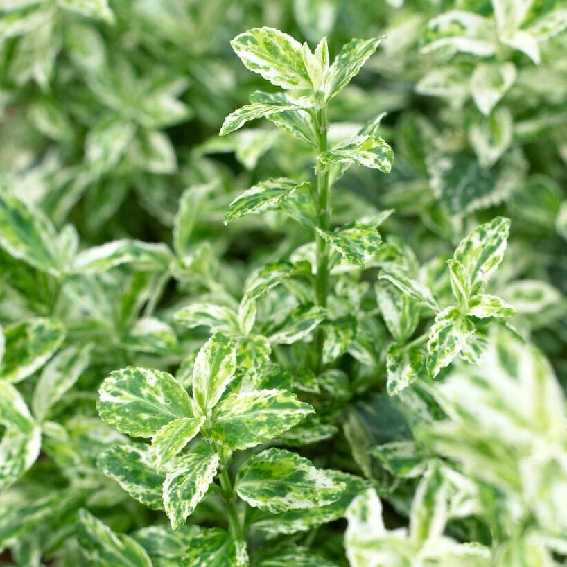 Euonymus 'Harlequin' 3 Euonymus 'Harlequin' - Image 3