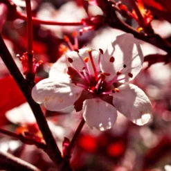 Photinia 'Red Robin' -Arbor Sapling Sales SHR0054 1