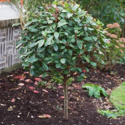Photinia 'Red Robin' -Arbor Sapling Sales SHR0054 10