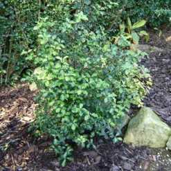 Best Small Evergreen Shrubs -Arbor Sapling Sales SHR0058 1 e658f02d acb1 45cd b15c 5cc27c60092e