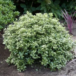 Best Shrubs For Borders 8 Best Shrubs For Borders -Arbor Sapling Sales SHR0058 3 47341af6 845c 419d 9b76 6812597f7149