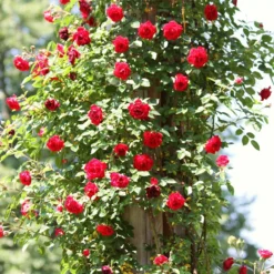 Repeat Flowering Climbing Rose Collection -Arbor Sapling Sales SHR0069 4 9ae142bb fe7a 4856 a256 ba093ca98e65