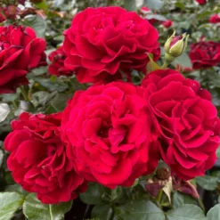 Shrub Rose Collection | Roses For The Border -Arbor Sapling Sales SHR0070 1 eca00d9d b394 4ee5 a381 4f5d6f10092c scaled