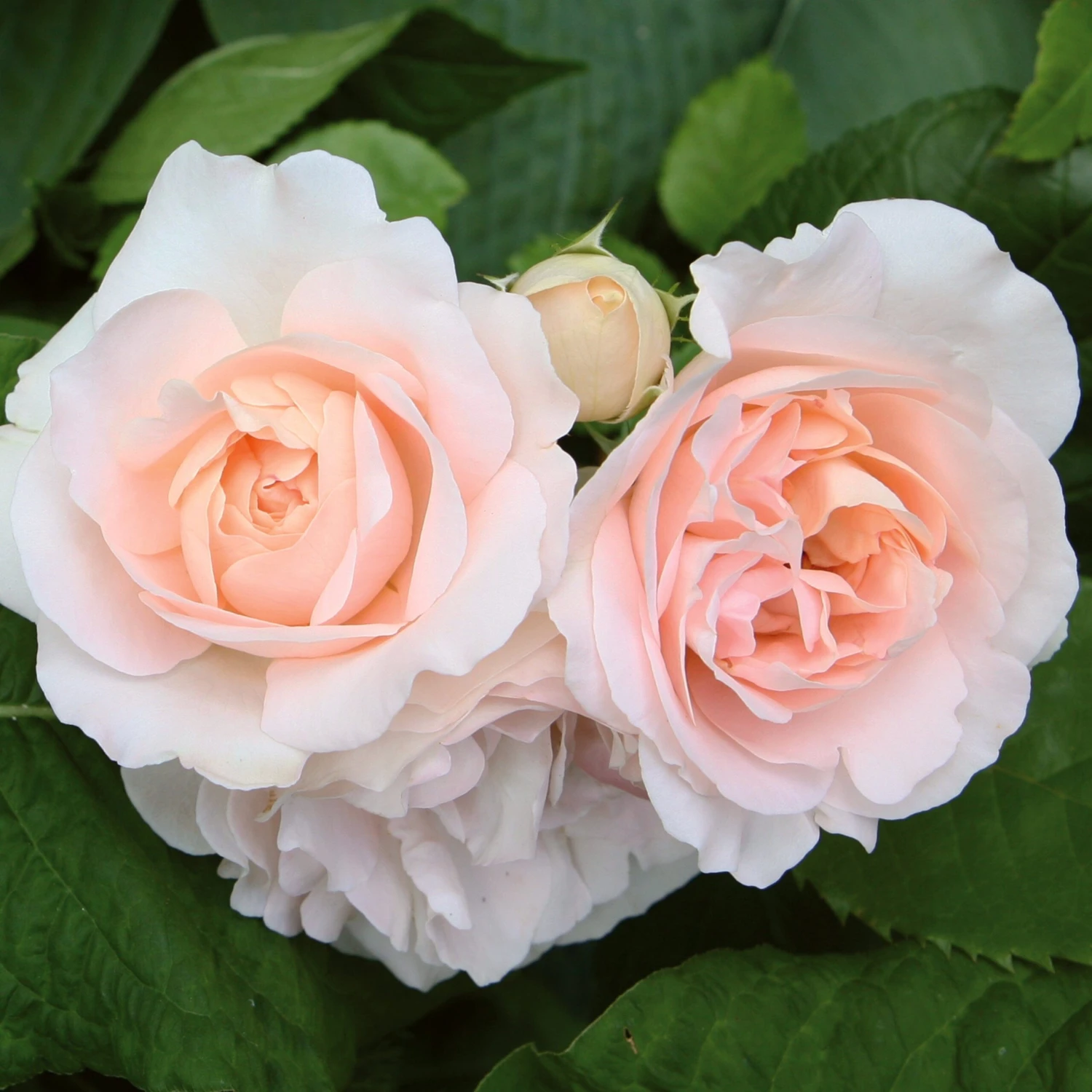 'Clair Renaissance®' Shrub Rose 1 'Clair Renaissance®' Shrub Rose