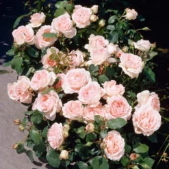 'Clair Renaissance®' Shrub Rose 9 'Clair Renaissance®' Shrub Rose -Arbor Sapling Sales SHR0073 3
