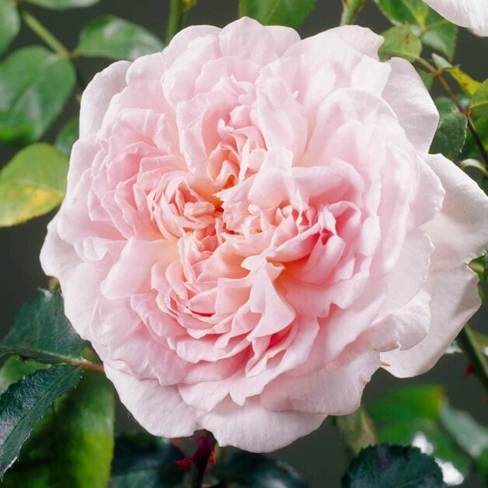 'Clair Renaissance®' Shrub Rose 3 'Clair Renaissance®' Shrub Rose - Image 3