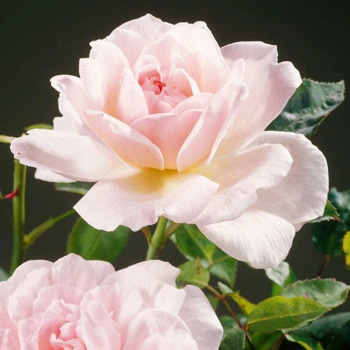 'Clair Renaissance®' Shrub Rose 2 'Clair Renaissance®' Shrub Rose - Image 2