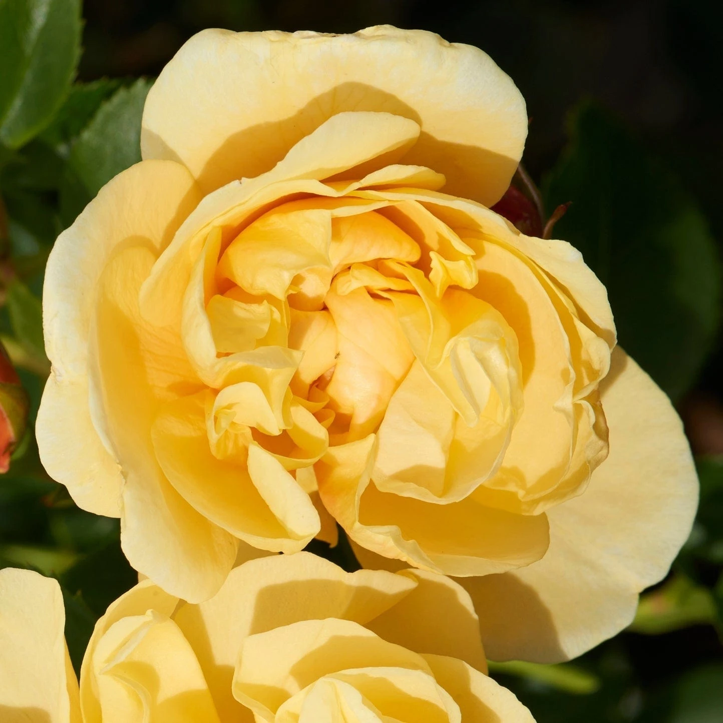 'Mapale Courtyard®' Climbing Rose 2 'Mapale Courtyard®' Climbing Rose - Image 2