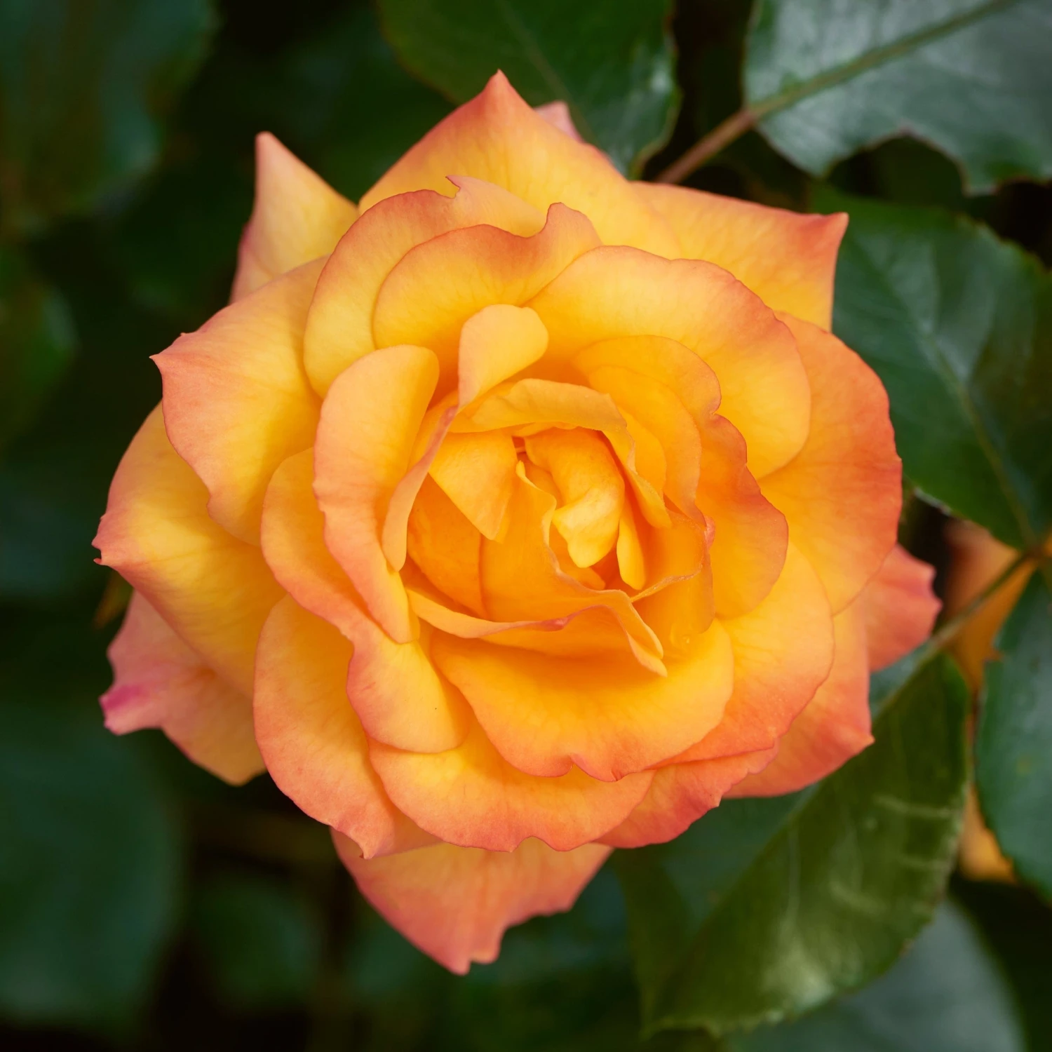 'Redova Courtyard®' Climbing Rose 1 'Redova Courtyard®' Climbing Rose