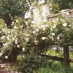 'New Dawn' Climbing Rose -Arbor Sapling Sales SHR0089 3