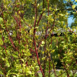 Best Value Cornus Collection | Winter Hedging 12 Best Value Cornus Collection | Winter Hedging -Arbor Sapling Sales SHR0201 1 3e18158e 3c1f 4032 bcbe ca7c2be08319