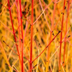 Livestock Friendly Farm Hedging | Growers' Choice | BN11 Compliant -Arbor Sapling Sales SHR0205 1 acb46d59 63e6 4f13 9f3c da245b8922f1