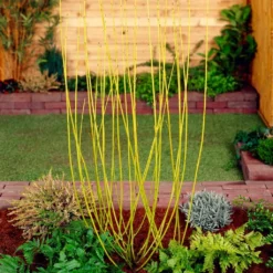 Best Value Cornus Collection | Winter Hedging 16 Best Value Cornus Collection | Winter Hedging -Arbor Sapling Sales SHR0207 2 68af85ed 9881 4b65 b6fd 357635d4ebe6