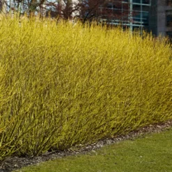 Best Value Cornus Collection | Winter Hedging 11 Best Value Cornus Collection | Winter Hedging -Arbor Sapling Sales SHR0207 3 b70f8cab 3fbc 4fea b2ed c8df511ce172