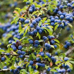 Best Mixed Native Wildlife Hedging | Growers' Choice 12 Best Mixed Native Wildlife Hedging | Growers' Choice -Arbor Sapling Sales SHR0240 1 5843703b 3b06 40dc 988f 0dd4fbaec567