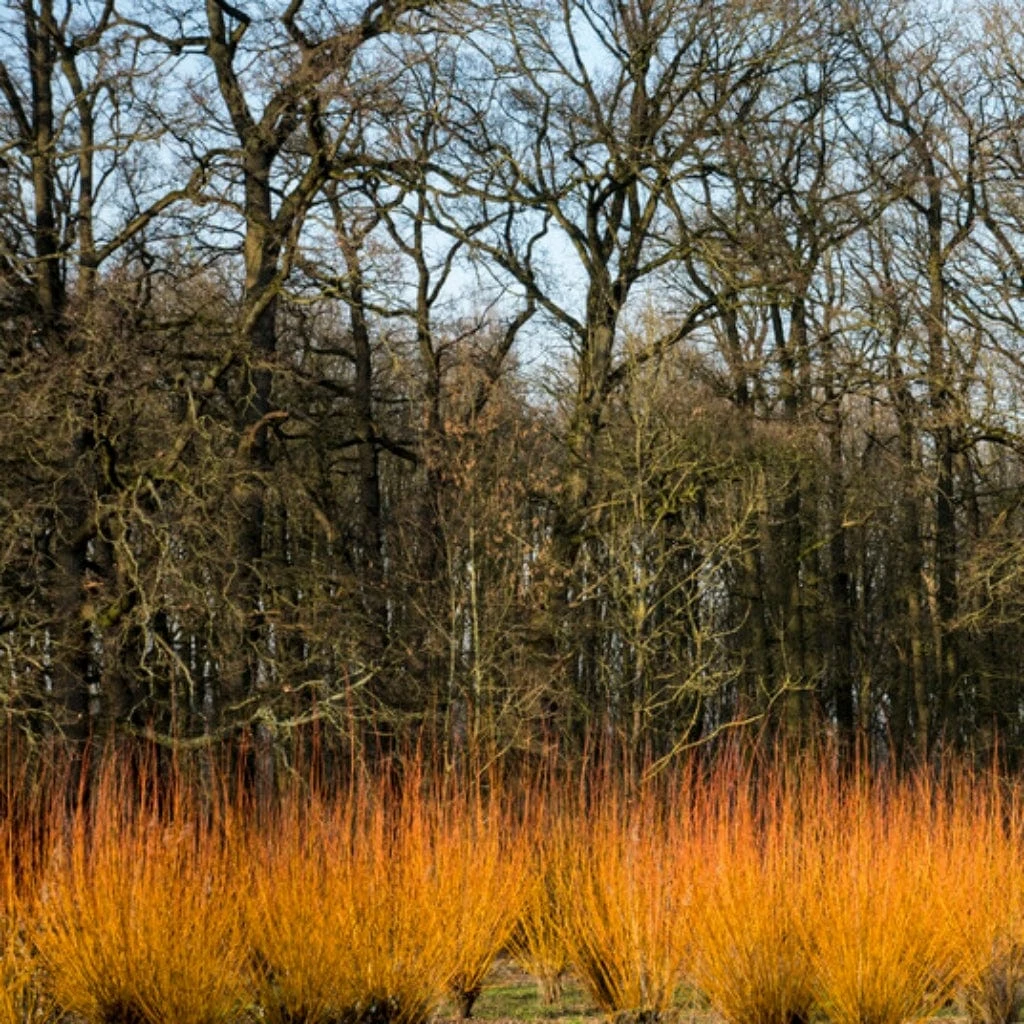 Fast Growing Evergreen Hedging Wildlife Mix | Growers' Choice 5 Fast Growing Evergreen Hedging Wildlife Mix | Growers' Choice - Image 5