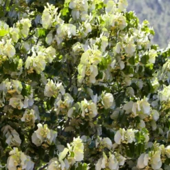 Fast Growing Evergreen Hedging Wildlife Mix | Growers' Choice 15 Fast Growing Evergreen Hedging Wildlife Mix | Growers' Choice -Arbor Sapling Sales SHR0263 4 e126b2d1 241b 466a 847e 12cdb3686ee0