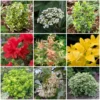 Best Small Evergreen Shrubs