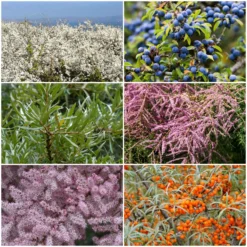 Best Mixed Coastal Hedging | Growers' Choice