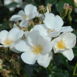 Shrub Rose Collection | Roses For The Border -Arbor Sapling Sales SILVERGHOST fffad142 e1f7 4394 9a1d a690b5043550