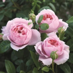 'Schöhne Maid' Hybrid Tea Rose