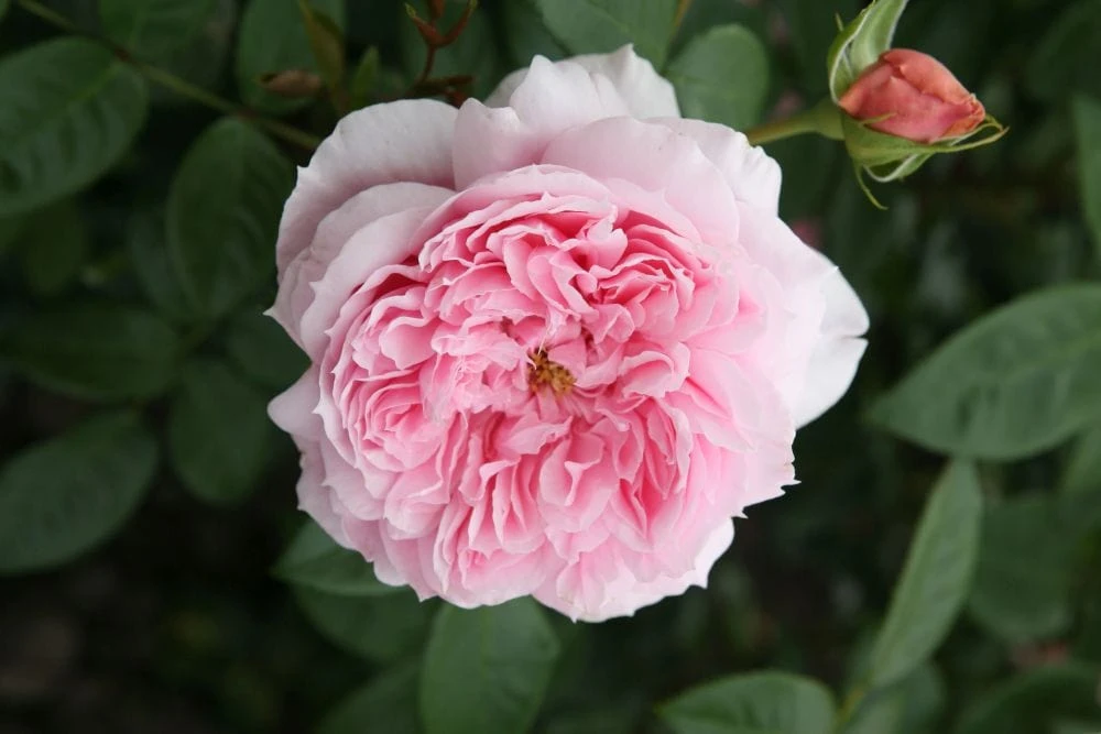 'Schöhne Maid' Hybrid Tea Rose 2 'Schöhne Maid' Hybrid Tea Rose - Image 2