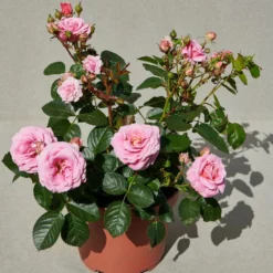'Palace Tabor' Patio Shrub Rose 7 'Palace Tabor' Patio Shrub Rose -Arbor Sapling Sales Tabor Palace Poulpal104 N 3
