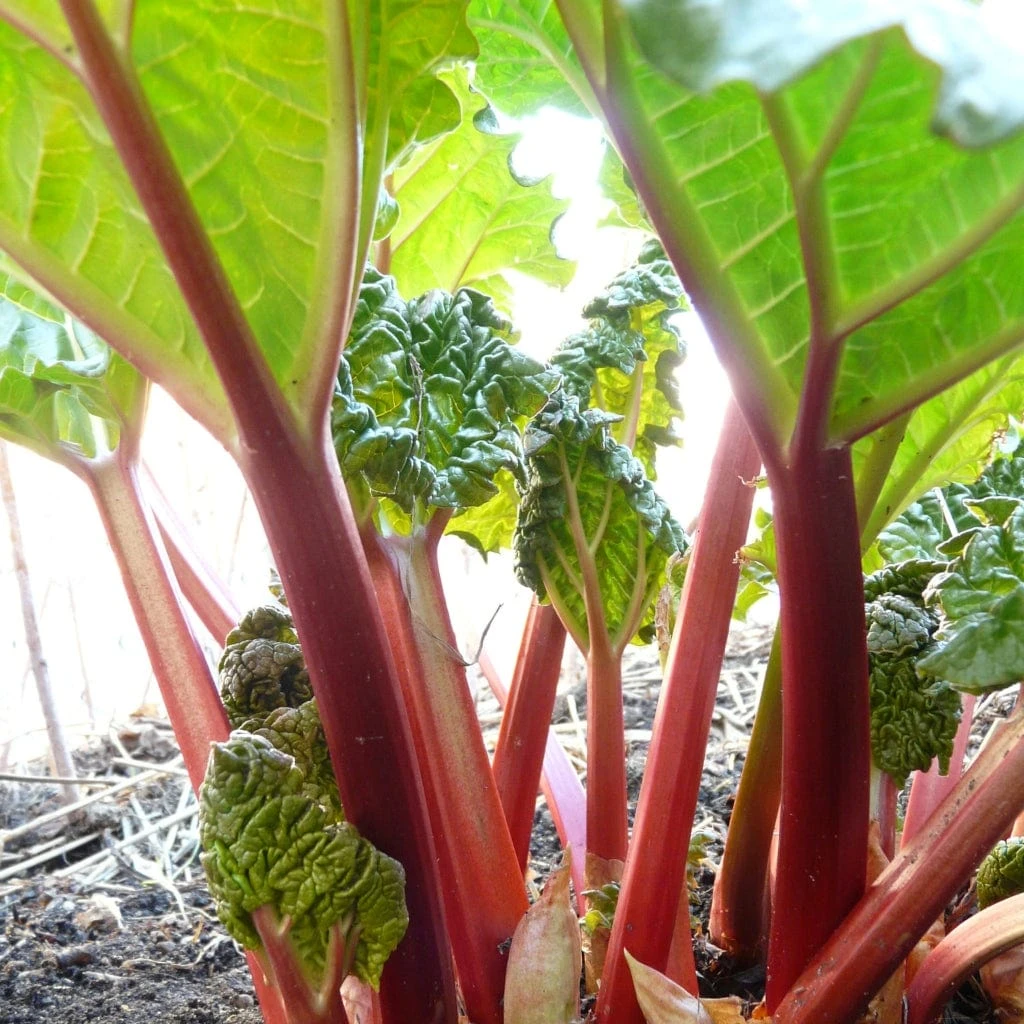 'Timperley Early' Rhubarb Plant 1 'Timperley Early' Rhubarb Plant