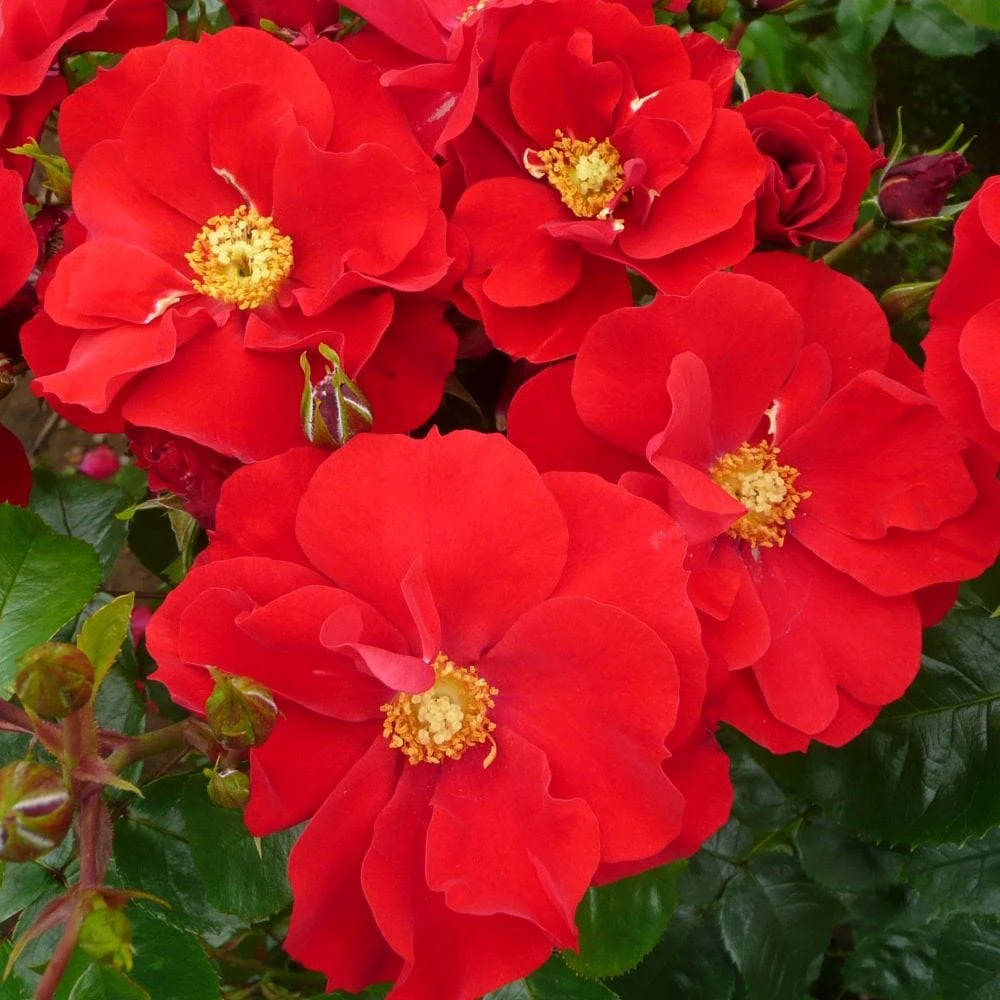 'W B Yeats' Floribunda Rose 1 'W B Yeats' Floribunda Rose