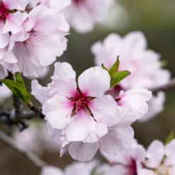 'Princess' Almond Tree | Prunus Dulcis 5 'Princess' Almond Tree | Prunus Dulcis -Arbor Sapling Sales almond 1