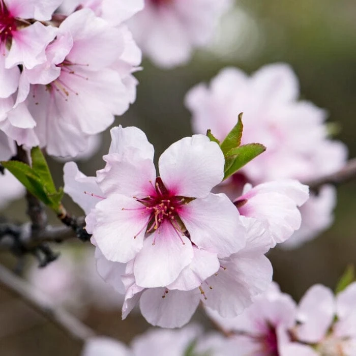 'Princess' Almond Tree | Prunus Dulcis 3 'Princess' Almond Tree | Prunus Dulcis - Image 3
