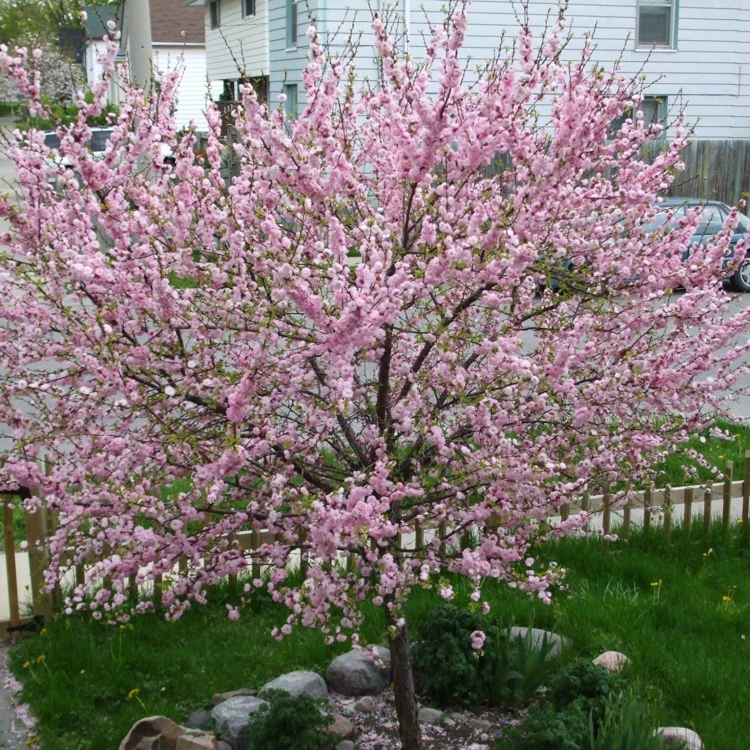 'Princess' Almond Tree | Prunus Dulcis 1 'Princess' Almond Tree | Prunus Dulcis