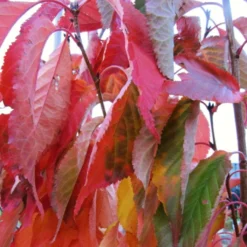 Flagpole Cherry Blossom Tree | Prunus Amanogawa -Arbor Sapling Sales amanogawaautumn