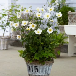 Anemone 'Honorine Jobert' -Arbor Sapling Sales anemoneHJ 3 53563684 f80e 4a63 873c 0feb290f9aaa