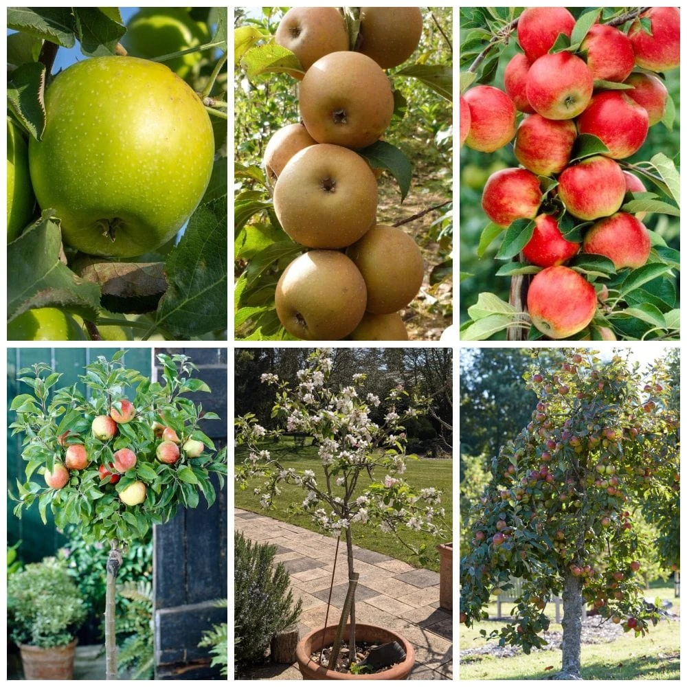 Best Apple Trees For Any Purpose | Growers' Choice 1 Best Apple Trees For Any Purpose | Growers' Choice