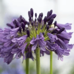Agapanthus 'Poppin Purple' | 7.5L