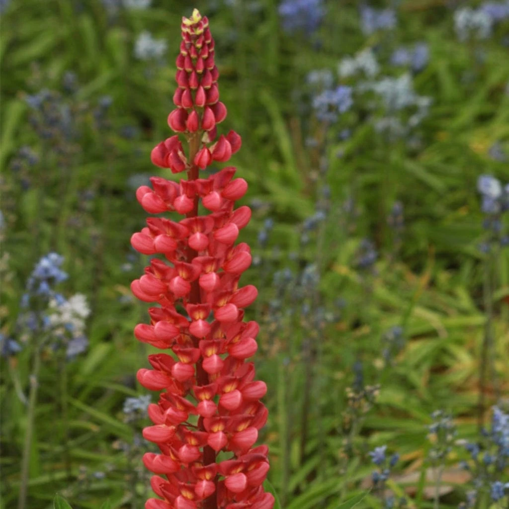 Lupin West Country Beefeater 1 Lupin West Country Beefeater