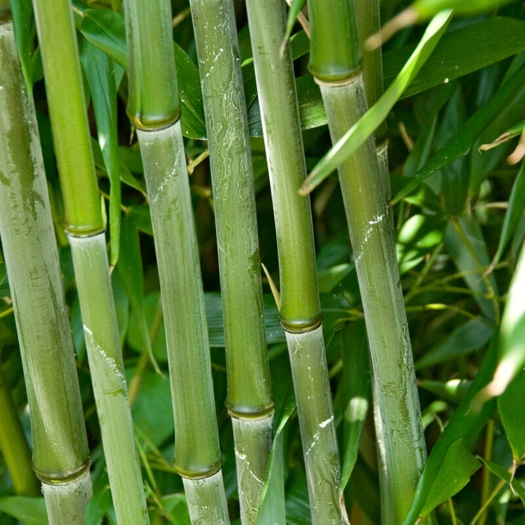 Green Bamboo | Phyllostachys Bisettii 2 Green Bamboo | Phyllostachys Bisettii - Image 2