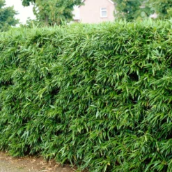 Green Bamboo | Phyllostachys Bisettii 6 Green Bamboo | Phyllostachys Bisettii -Arbor Sapling Sales bissetiibamboo 2