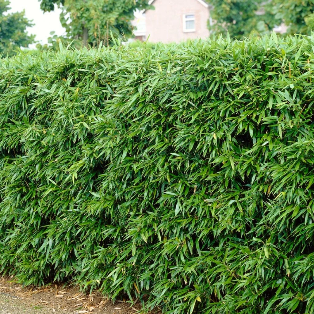 Green Bamboo | Phyllostachys Bisettii 3 Green Bamboo | Phyllostachys Bisettii - Image 3