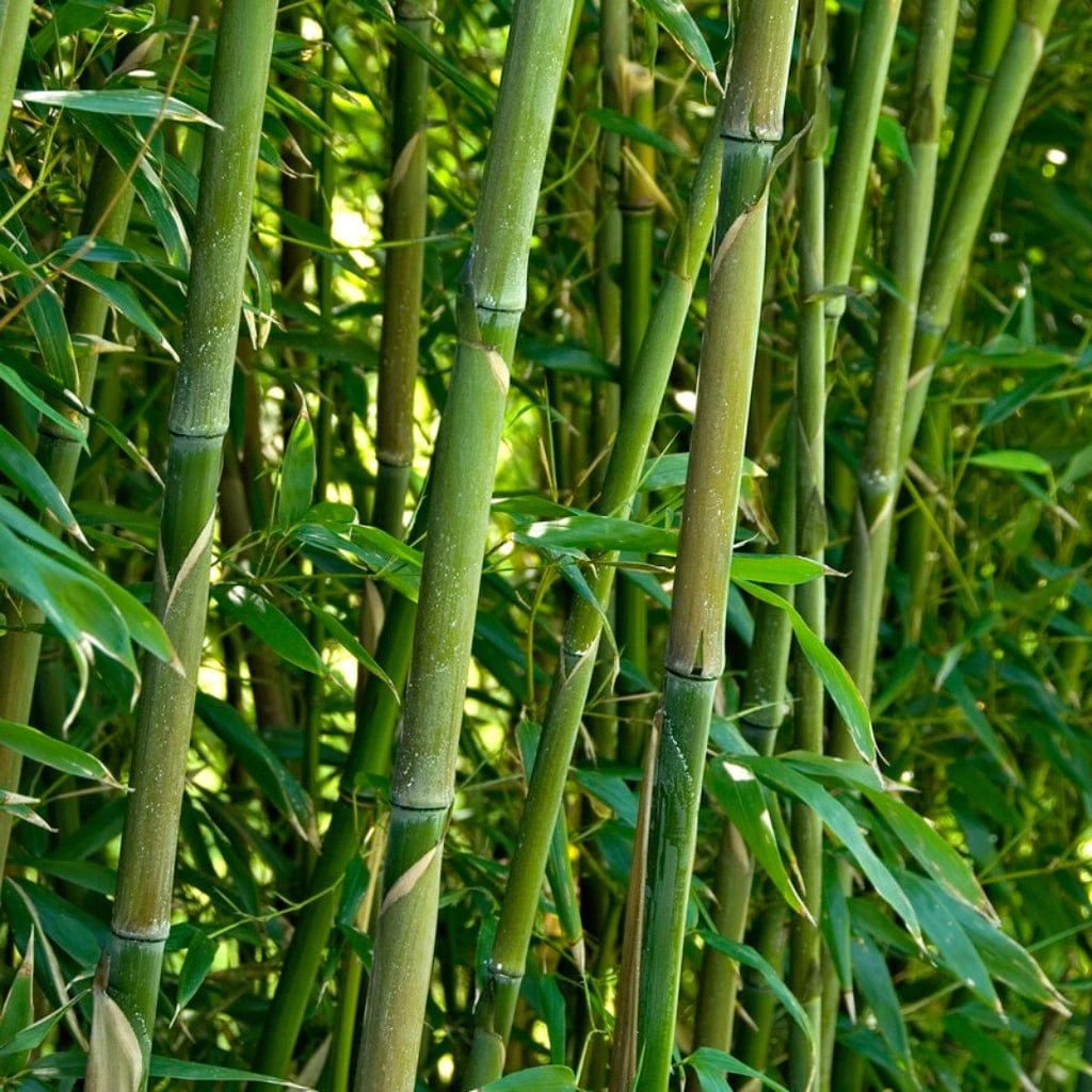 Green Bamboo | Phyllostachys Bisettii 1 Green Bamboo | Phyllostachys Bisettii