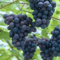 'Black Hamburgh' Indoor Grape Vine 5 'Black Hamburgh' Indoor Grape Vine -Arbor Sapling Sales black hamburg