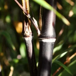 Black Bamboo | Phyllostachys Nigra -Arbor Sapling Sales blackbamboo 1