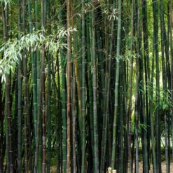 Black Bamboo | Phyllostachys Nigra -Arbor Sapling Sales blackbamboo 5