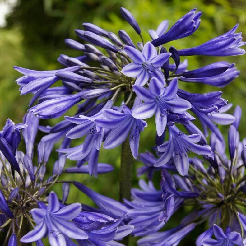 Agapanthus 'Stardust' | 3L 1 Agapanthus 'Stardust' | 3L