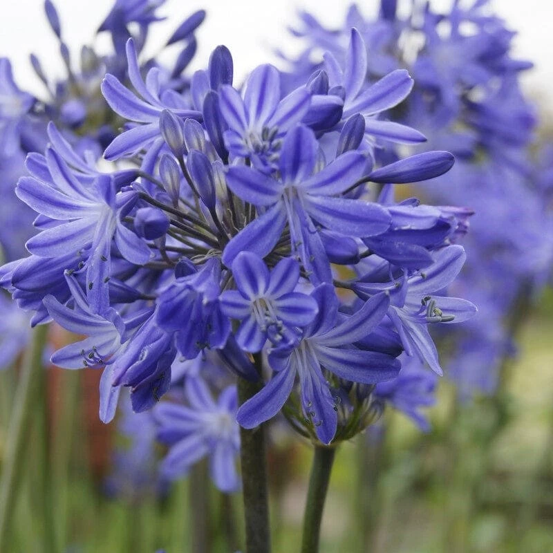 Agapanthus 'Star Quality' | 3L 1 Agapanthus 'Star Quality' | 3L