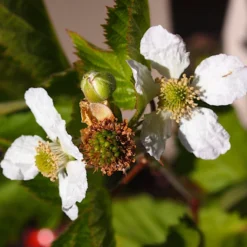 Boysenberry Bush | Rubus 9 Boysenberry Bush | Rubus -Arbor Sapling Sales boysenberry 4